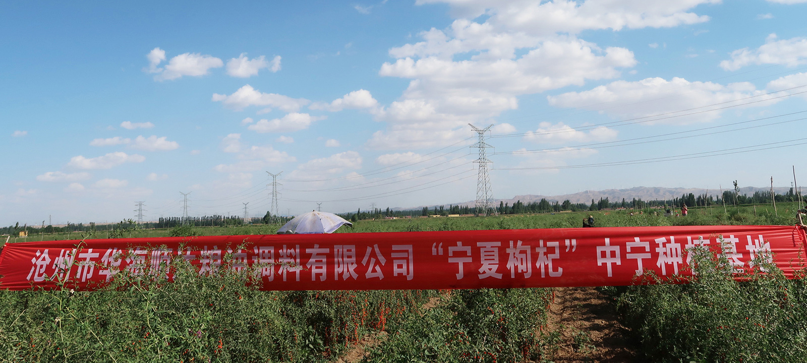 枸杞1.jpg